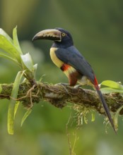 Collared Aracari (Pteroglossus torquatus) - at Laguna Lagarto Lodge near Boca Tapada, Costa Rica