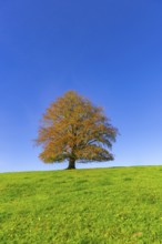 A tree with golden-brown leaves stands alone on a green hill in front of a bright blue sky, copper
