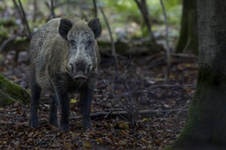 A movement causes the wild boar (Sus scrofa) to pause and, with a concentrated gaze, it looks