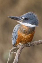 Ringed Kingfisher (Megaceryle torquata) perched on a branch in the Pantanal of Brazil