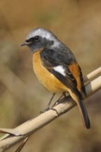 Daurian Redstart (Phoenicurus auroreus) male, Poyang Lake, China