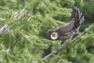 Sooty Grouse (Dendragapus fuliginosus) in the mountains of British Columbia, Canada