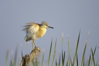 Squacco Heron (Ardeola ralloides), Andalusia, Spain