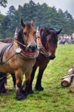 Two back horses, cold-blooded horses at work, demonstration, Horse Park 2017 event, Wendlinghausen