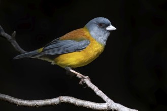 Patagonian Sierra Finch (Phrygilus patagonicus) male perched on a branch, Araucania, Chile