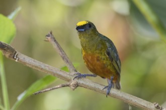 Olive-backed Euphonia (Euphonia gouldi) male, Costa Rica