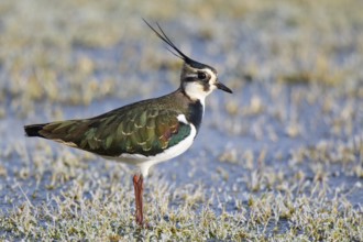 Northern Lapwing (Vanellus vanellus) male, Netherlands