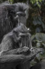 Celebes crested macaque (Macaca nigra), crested black macaque grooming and delousing foot, native