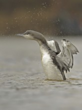 Black-throated Loon (Gavia arctica) juvenile, North Rhine-Westphalia, Germany