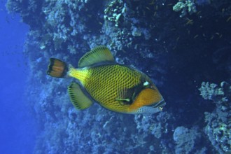 Giant triggerfish (Balistoides viridescens)
