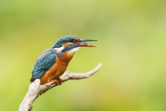 Common kingfisher (Alcedo atthis) sitting on an old wooden branch eating his fresh cought fish in