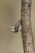 Brown-headed Nuthatch (Sitta pusilla), Texas, USA