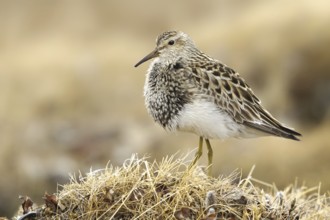 Pectoral Sandpiper (Calidris melanotos), Alaska, USA