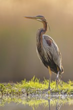 Purple Heron (Ardea purpurea), Kiskunsag, Hungary