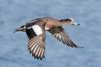 American Wigeon (Mareca americana) male flying, British Columbia, Canada