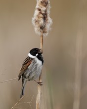 Common Reed Bunting (Emberiza schoeniclus) male singing from a cattail, Mecklenburg-Western