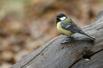 Great Tit (Parus major), perched on a branch, Oviedo, Asturias, Spain