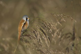 Bearded tit or reedling (Panurus biarmicus) adult male bird on a Common reed seedhead, RSPB