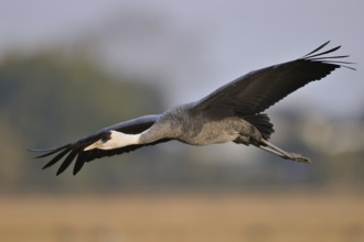 Hooded Crane (Grus monacha) flying, Arasaki, Japan