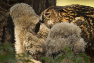 Eurasian Eagle-Owl (Bubo bubo) female feeds a leg of a crow to chicks, Utrecht, Netherlands