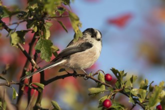 Long tailed tit (Aegithalos caudatus) adult bird in a hawthorn hedgerow with red berries in autumn,