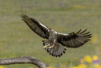 Bonelli's eagle (Aquila fasciata), landing, Andalusia, Spain