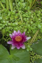 Red water lily (Nymphaea) on green leaves in a pond, duckweed, Baden-Württemberg, Germany
