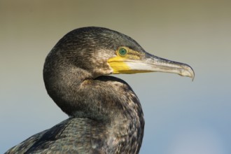 Great Cormorant (Phalacrocorax carbo), Victoria, Australia