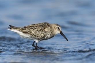 Dunlin (Calidris alpina) foraging, Eilat, Israel
