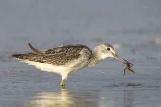 Common Greenshank (Tringa nebularia) with prey in its beak, Netherlands