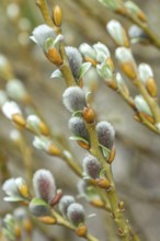 Salix helvetica (Salix helvetica), Wilhelma, Germany