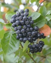 Chokeberry (Aronia × prunifolia 'Nero'), Merkel family, Germany