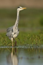Grey Heron (Ardea cinerea), Schleswig-Holstein, Germany
