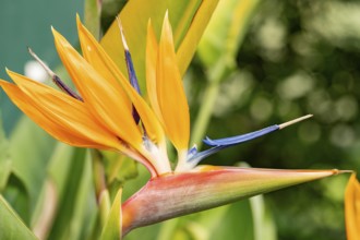 Close-up of a Strelitzia flower, showcasing its vivid orange and blue petals against a soft-focus