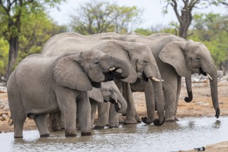 Herd of animals, animal family with young, African elephant (Loxodonta africana) drinking at a
