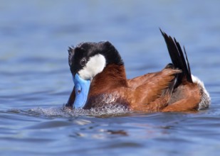 A male Ruddy Duck, Oxyura jamaicensis, courting a female in a pond in Saskatchewan, Canada