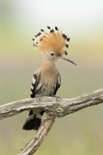 Eurasian Hoopoe (Upupa epops) perched on a branch, Serbia