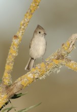 Oak Titmouse (Baeolophus inornatus) perched on a branch, California, USA