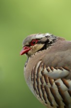 Red legged or French partridge (Alectoris rufa) adult bird head portrait, England, United Kingdom