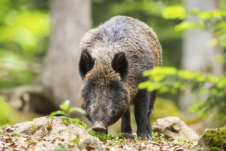 Wild boar (Sus scrofa) standing in a forest, Bavaria, Germany