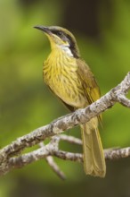 Varied Honeyeater (Gavicalis versicolor) pair, Queensland, Australia