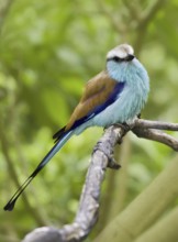 Racket-tailed Roller (Coracias spatulatus), California, USA