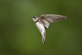 Sand martin (Riparia riparia), in flight, Reussegg nature reserve, Canton Aargau, Switzerland