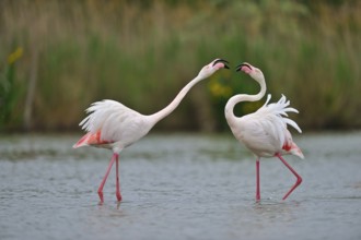 Rosaflamingo (Phoenicopterus ruber) Greater Flamingo