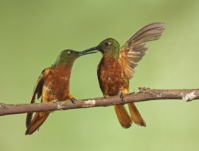 Chestnut-breasted Coronet (Boissonneaua matthewsii) perched on a branch, Napo, Ecuador