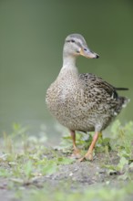 Mallard (Anas platyrhynchos) female, Thuringia, Germany