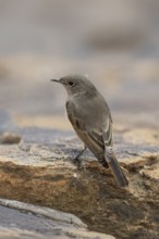 Rusty-tailed Wheatear, (Oenanthe familiaris), adult, alert, Mountain Zebra National Park, South