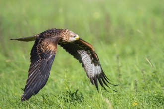 Red kite (Milvus milvus) flying, Gerolstein, Rhineland-Palatinate, Germany