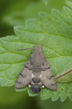 Macroglossum stellatarum - Hummingbird Hawk-Moth - Taubenschwänzchen, Germany (Baden-Württemberg),