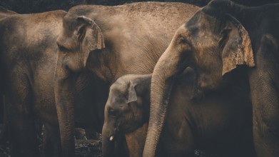 Three Asian elephants (elephas maximus) in a darker environment forming a unit, Pinnawela Elephant